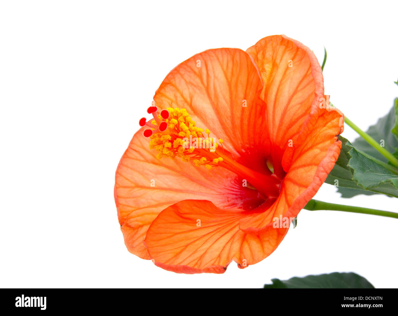 red hibiscus flower, on white background Stock Photo