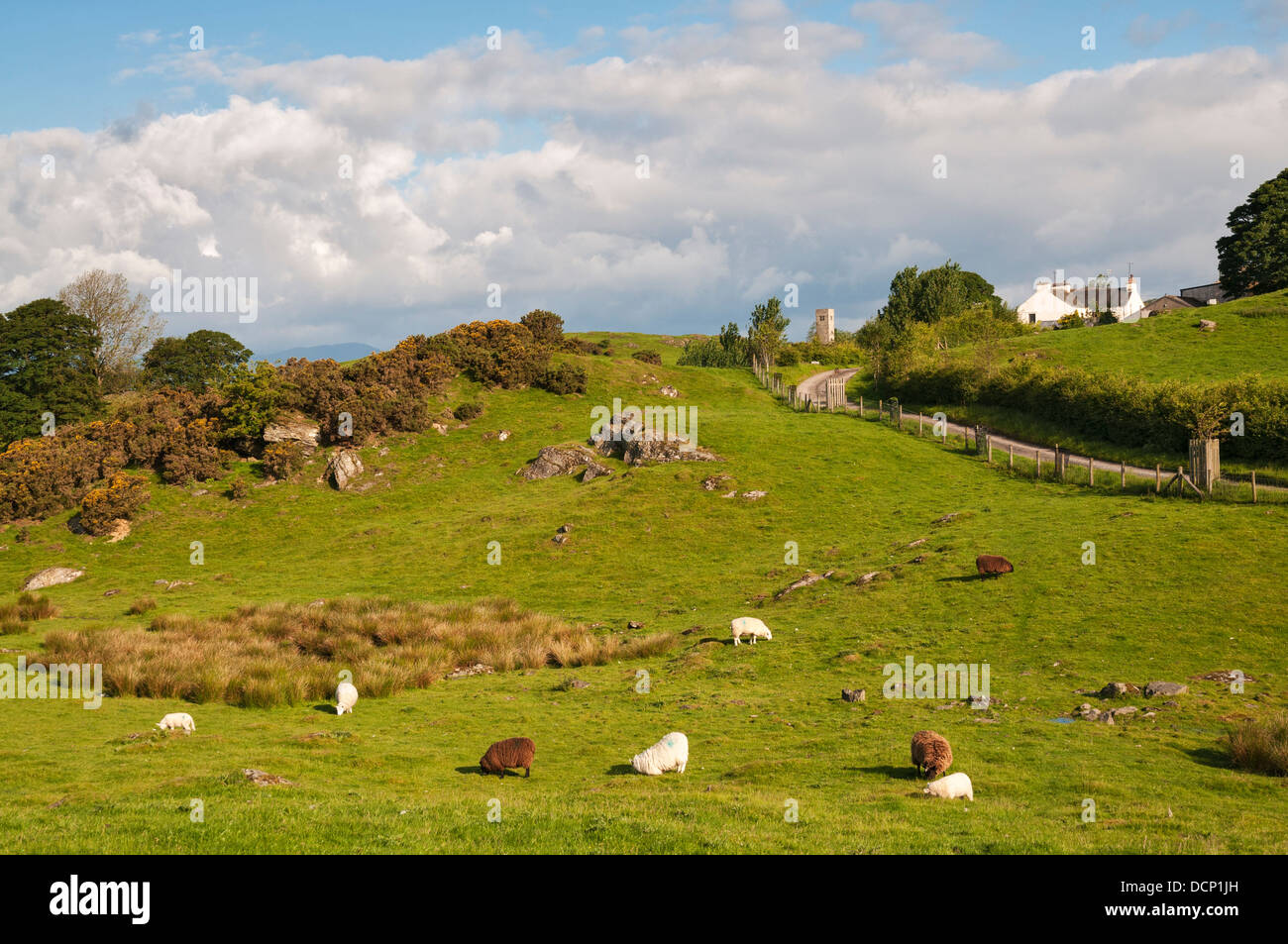 Great Britain, England, Cumbria, Lake District, Crook, Crook Hall Farm Bed and Breakfast, working sheep cattle farm Stock Photo