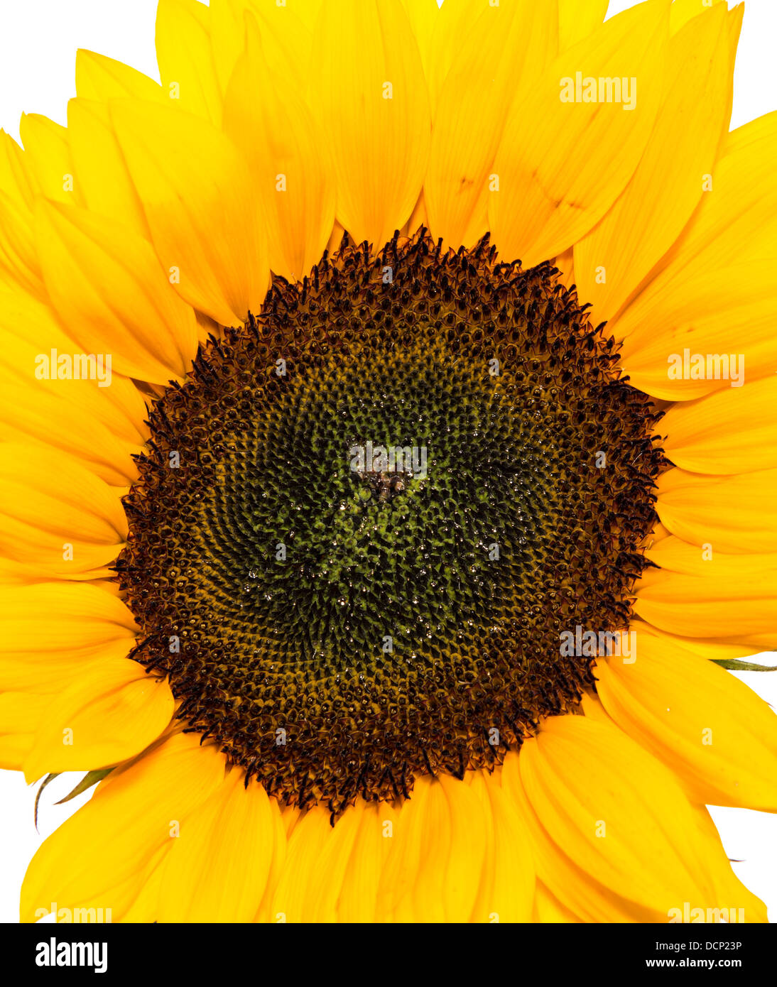 Sunflower Head isolated on white background Stock Photo - Alamy