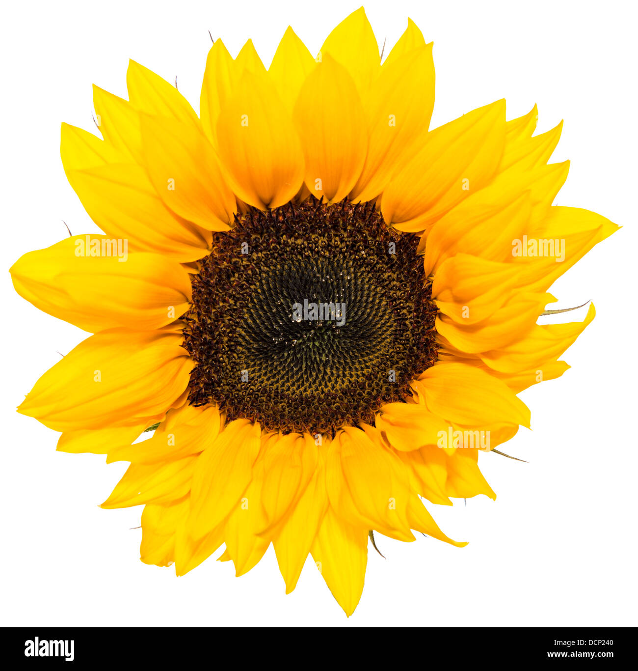 Sunflower Head isolated on white background Stock Photo - Alamy