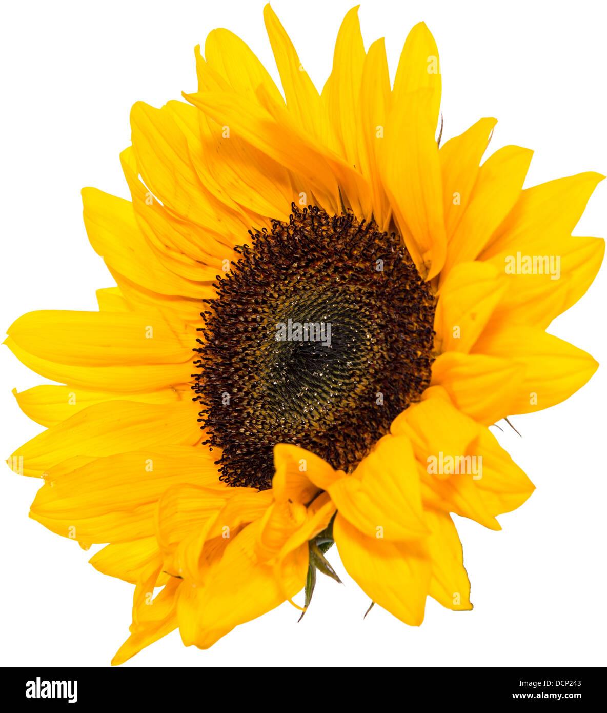 Sunflower Head isolated on white background Stock Photo - Alamy