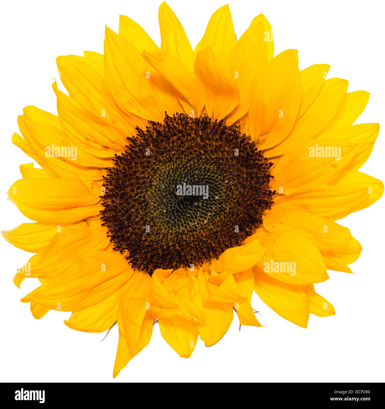 Sunflower Head isolated on white background Stock Photo - Alamy