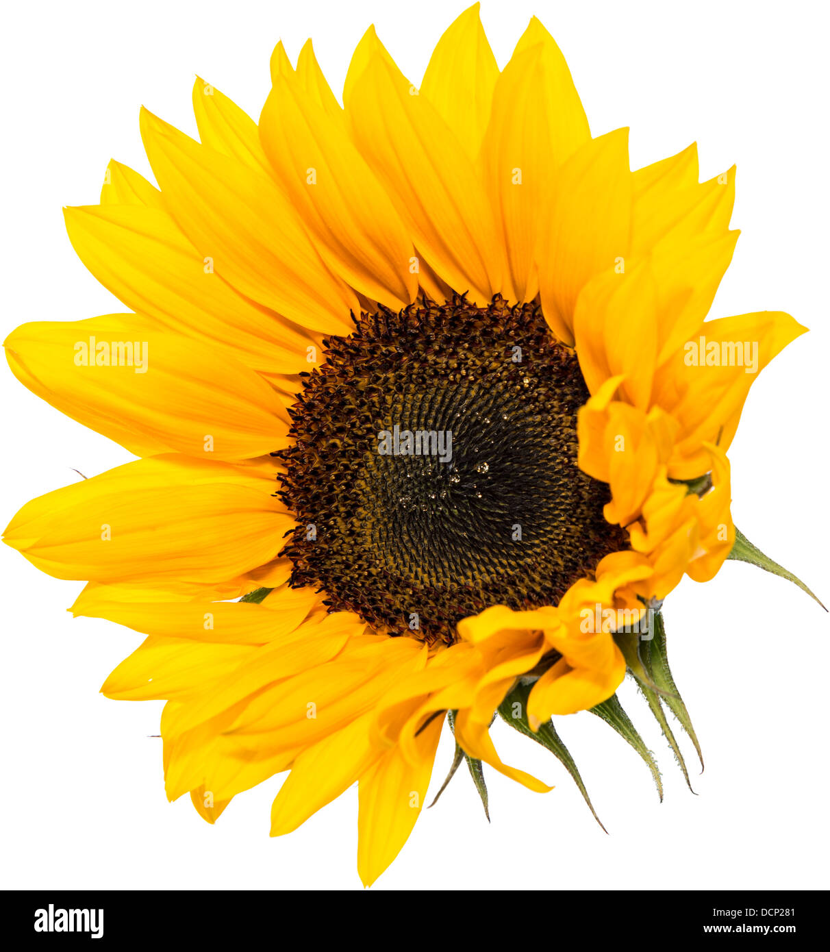 Sunflower Head isolated on white background Stock Photo - Alamy
