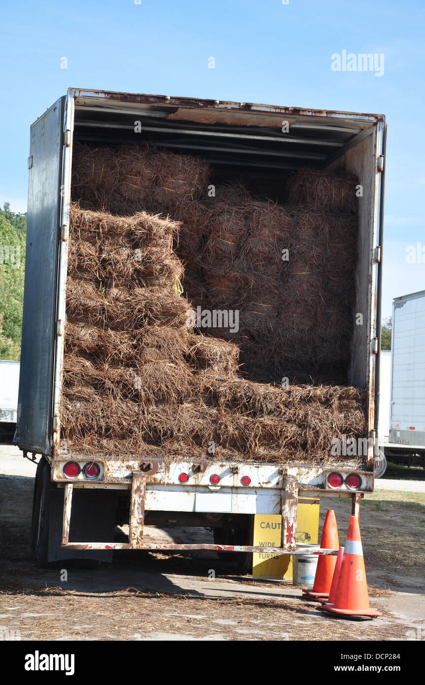 Pine Straw Mulch Stock Photo Alamy