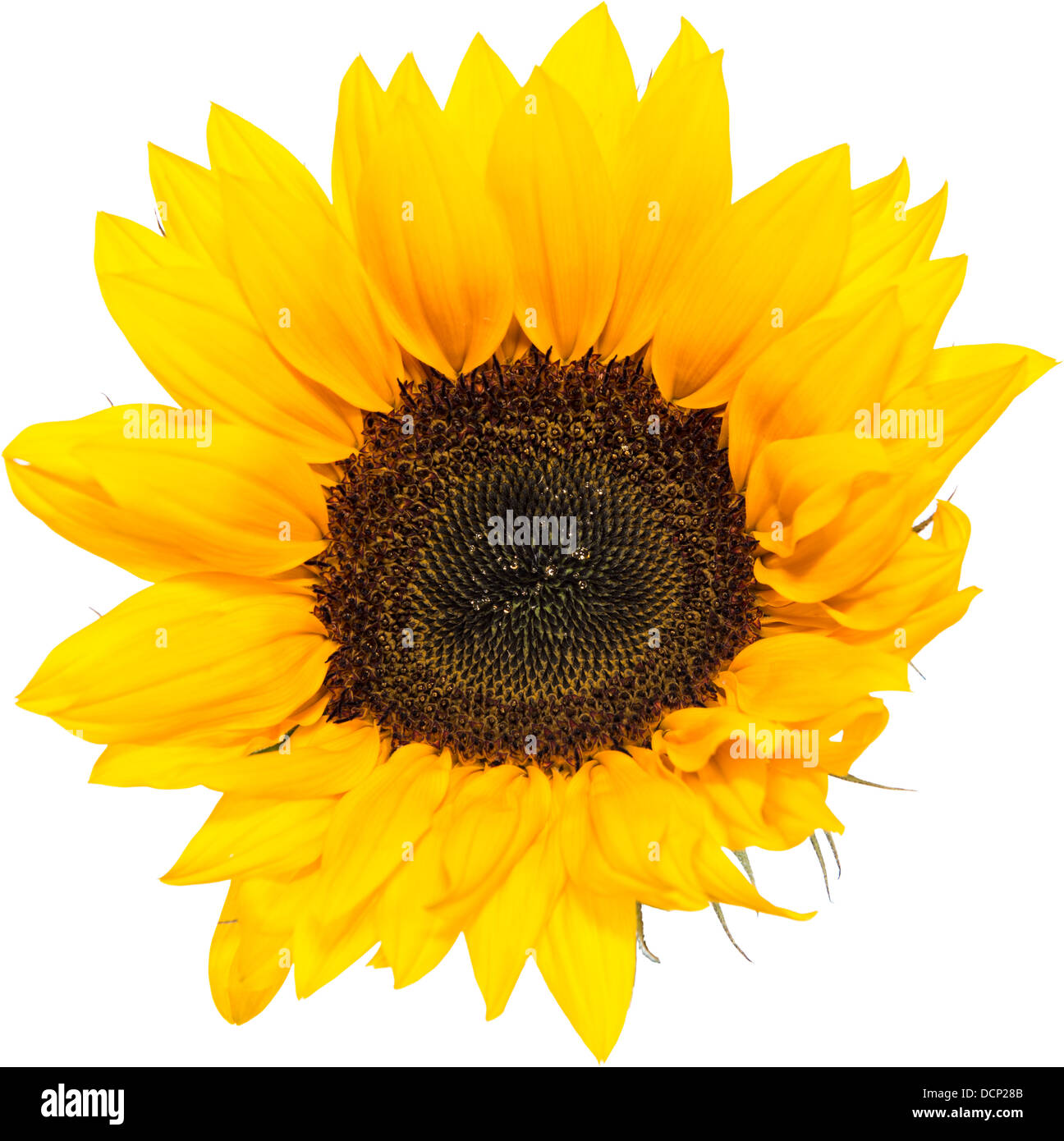Sunflower Head isolated on white background Stock Photo - Alamy