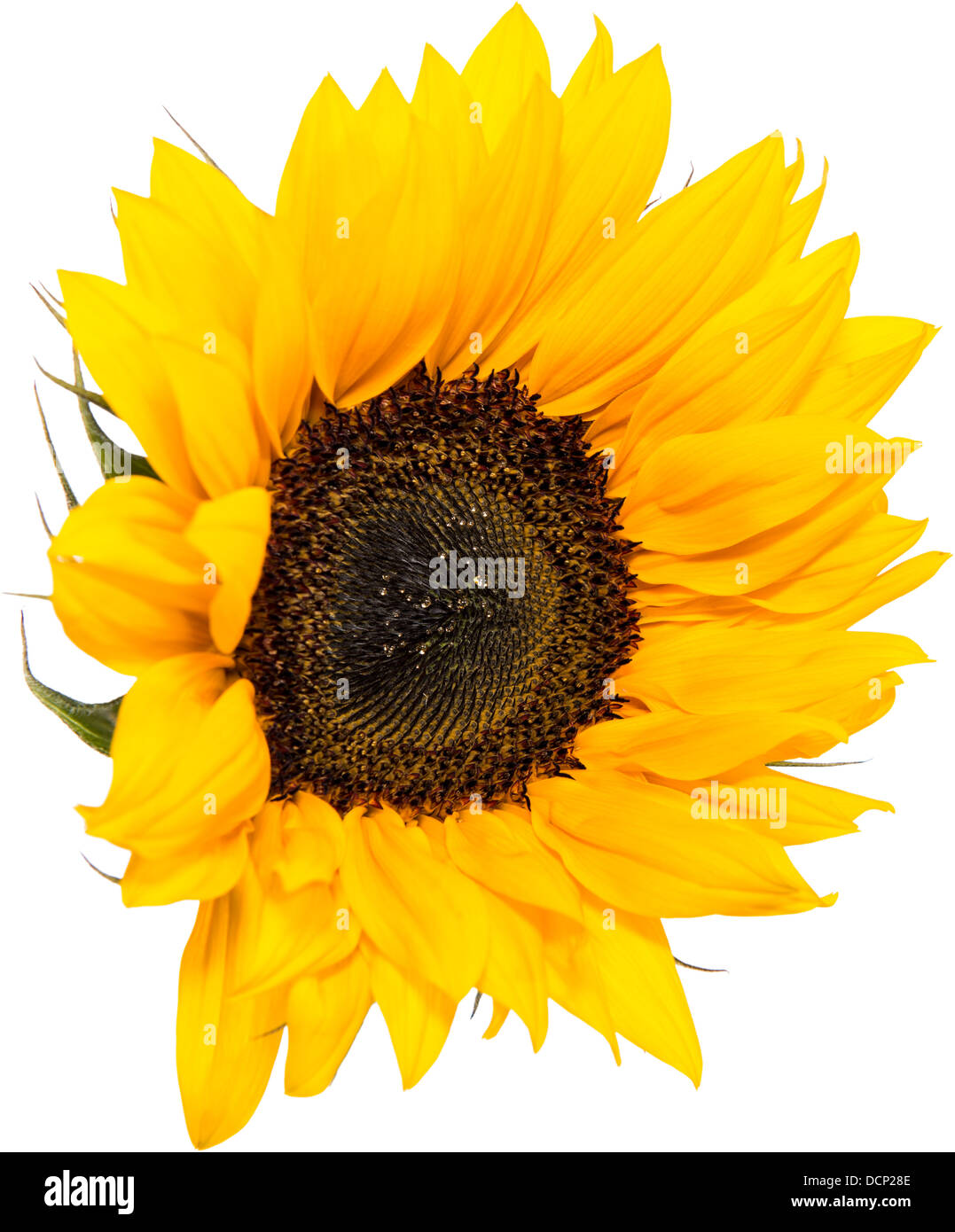 Sunflower Head isolated on white background Stock Photo - Alamy