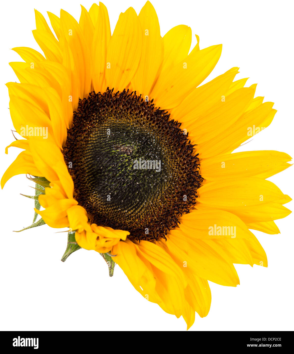 Sunflower Head isolated on white background Stock Photo - Alamy