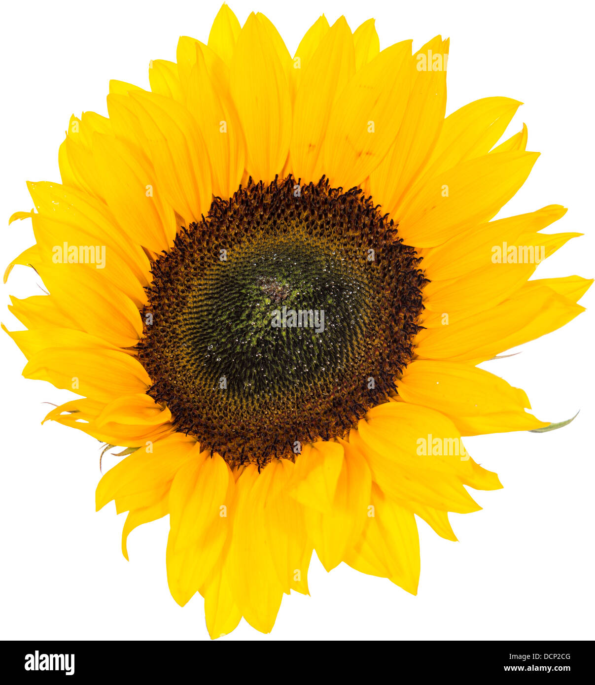 Sunflower Head isolated on white background Stock Photo - Alamy