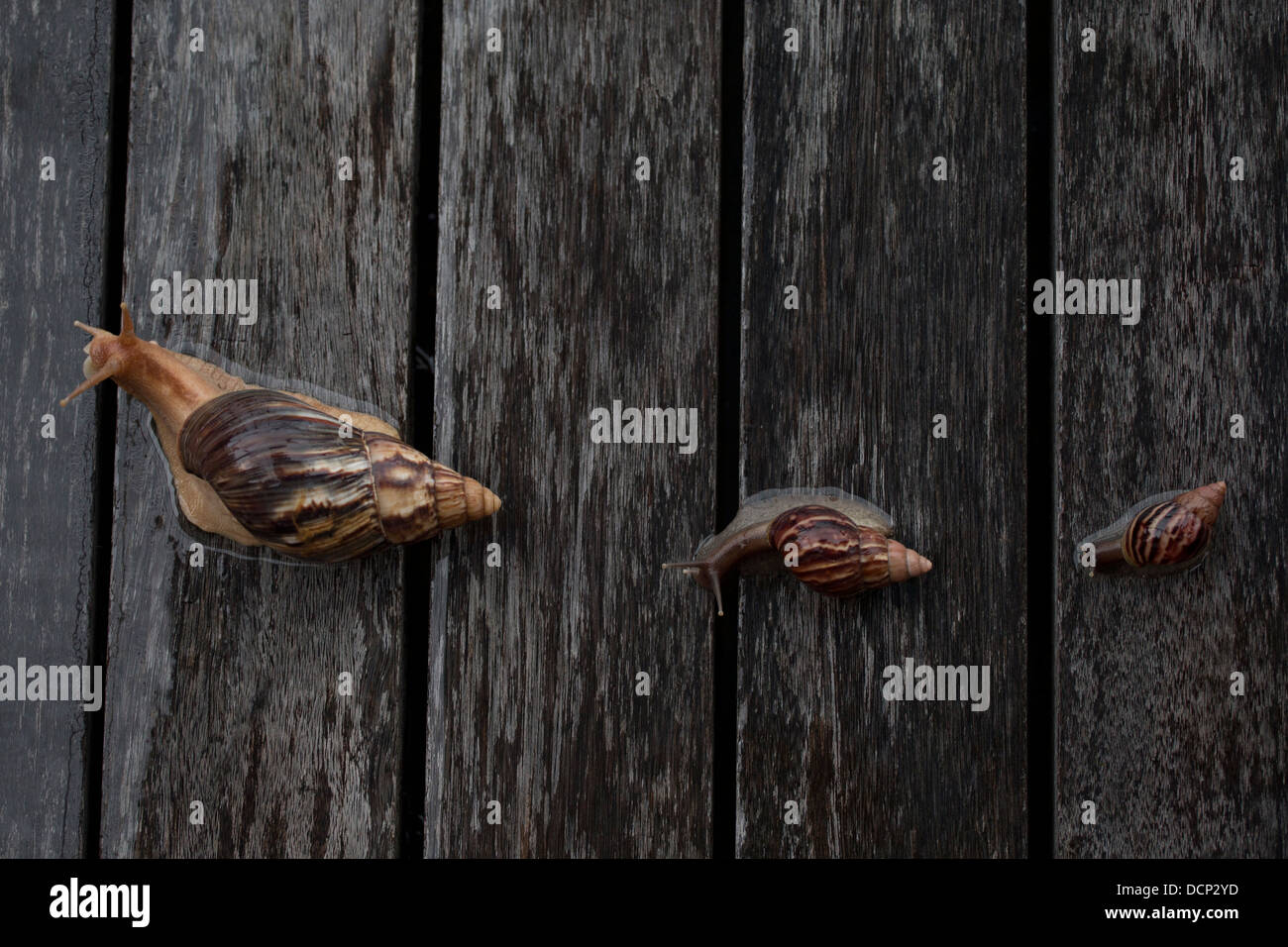 snails family together young mother united unity Stock Photo Alamy
