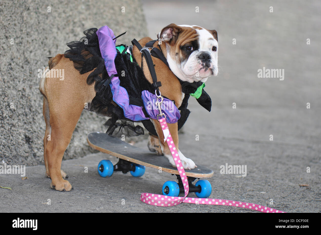 Ballerina bulldog hi-res stock photography and images - Alamy