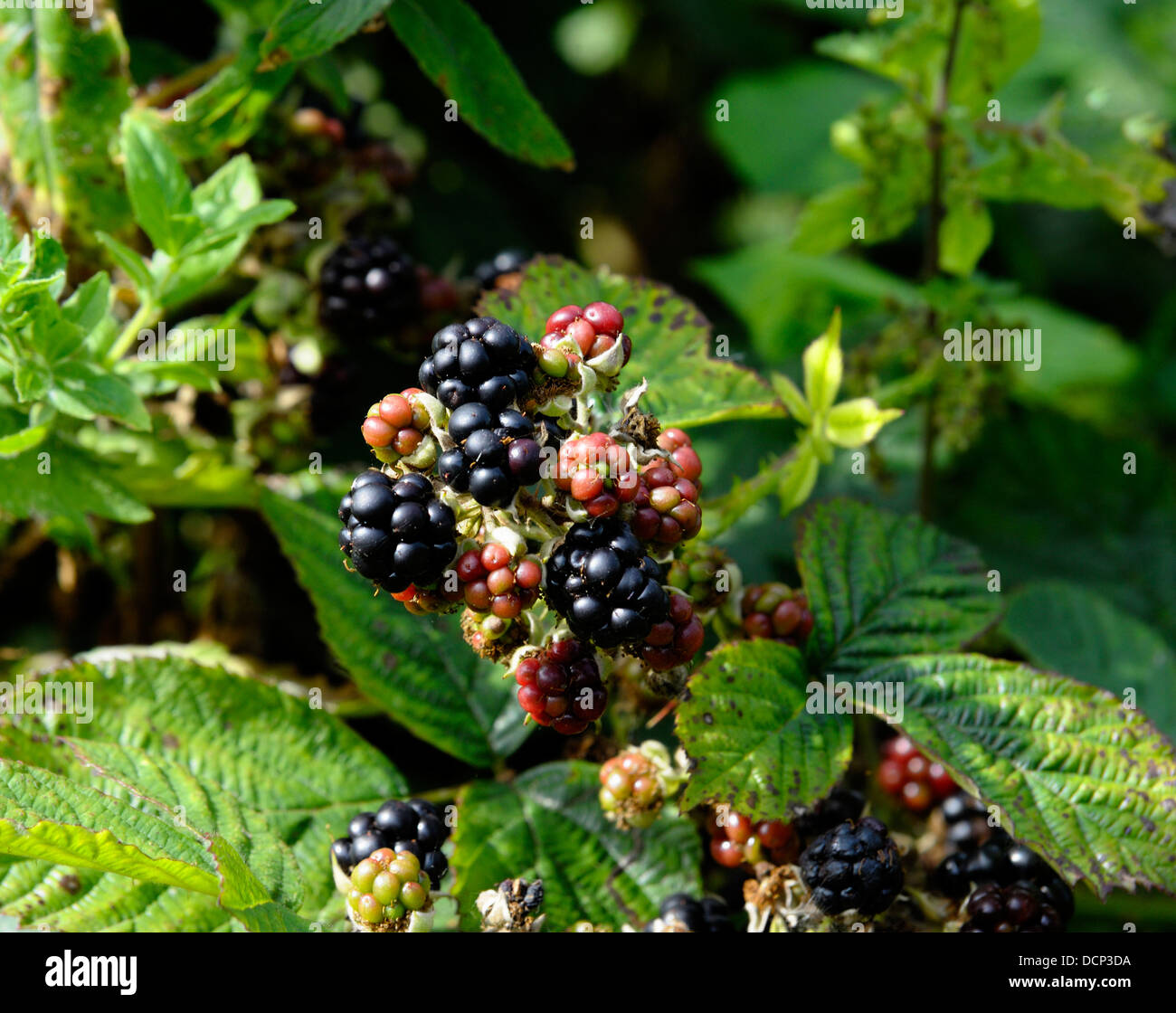 Ripened blackberries hires stock photography and images Alamy
