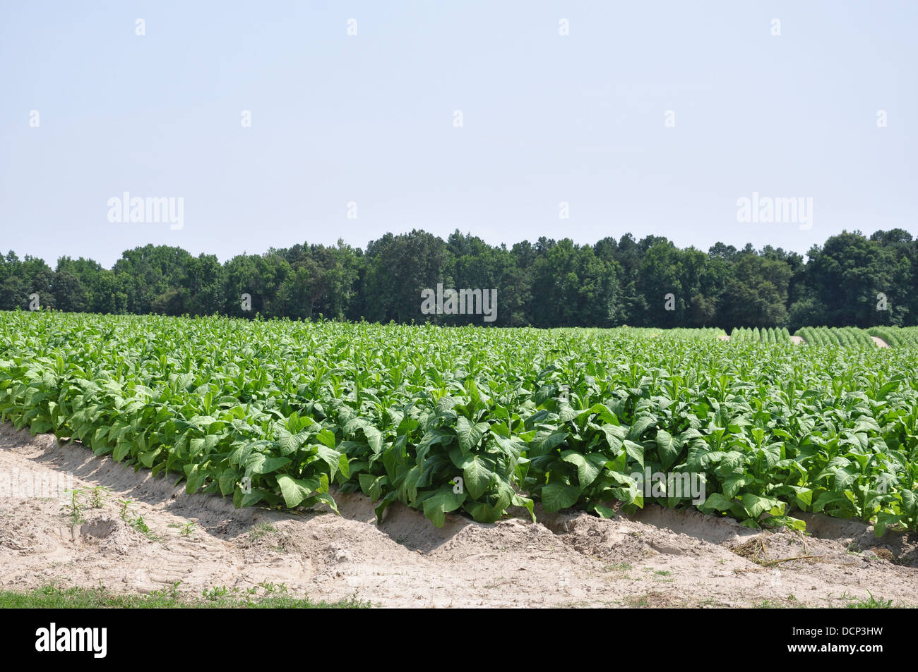 Tobacco plantation north carolina hires stock photography and images