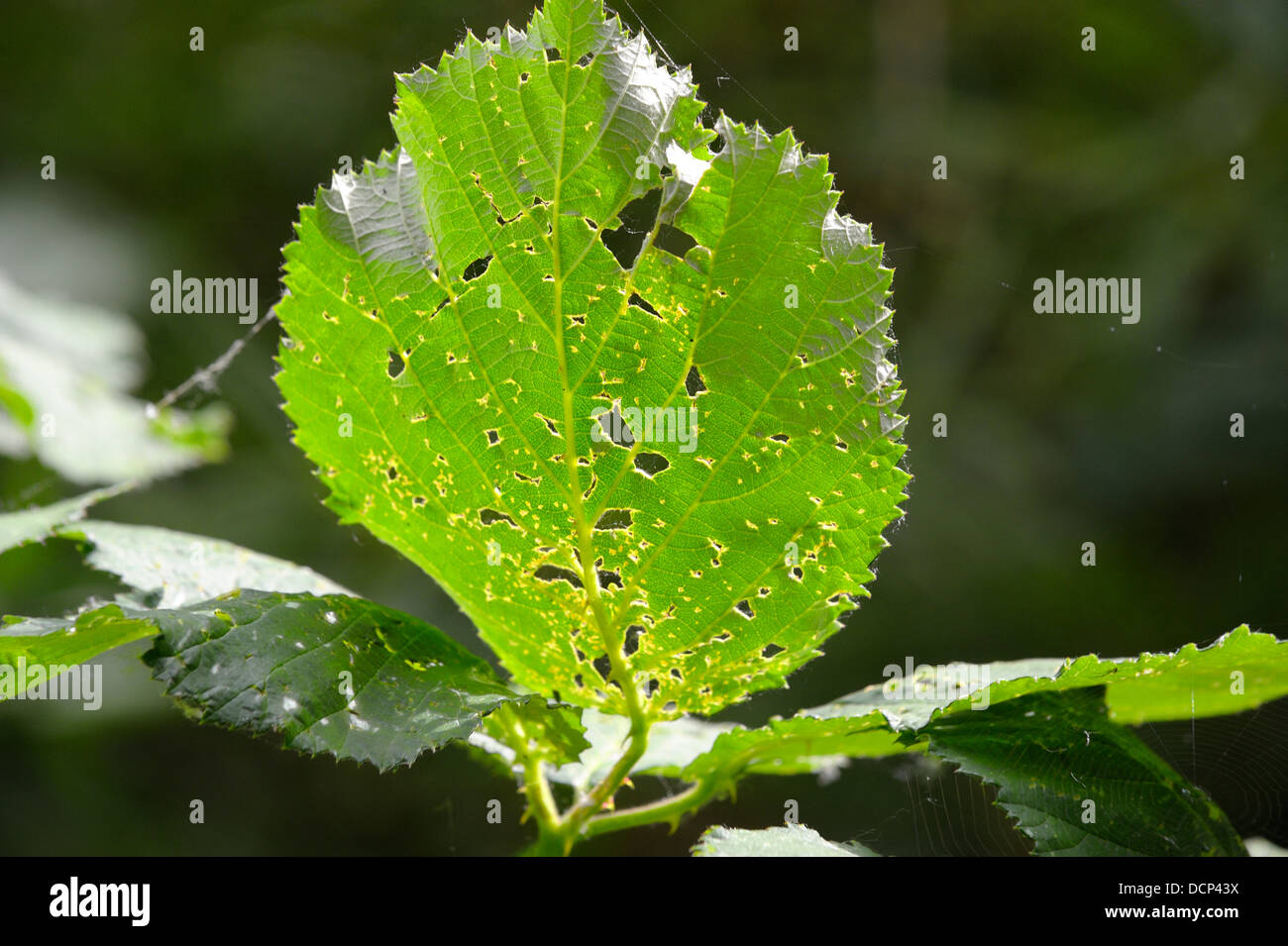 A leaf eaten by insects Stock Photo
