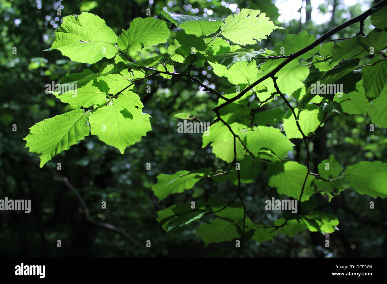 Dappled sunlight through green beech tree leaves Stock Photo