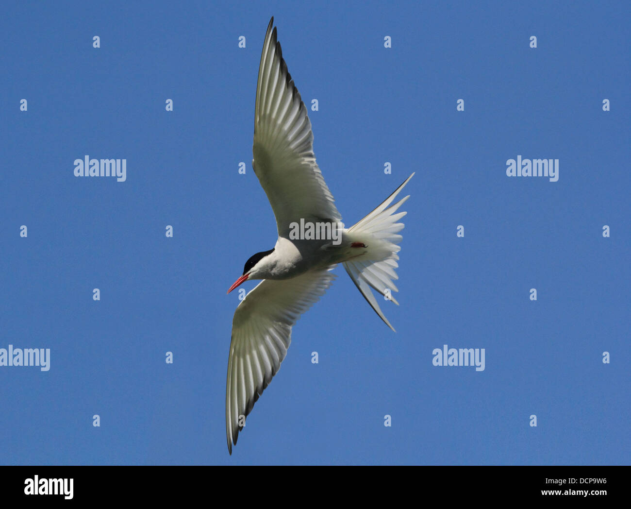 Artic Tern in flight Stock Photo