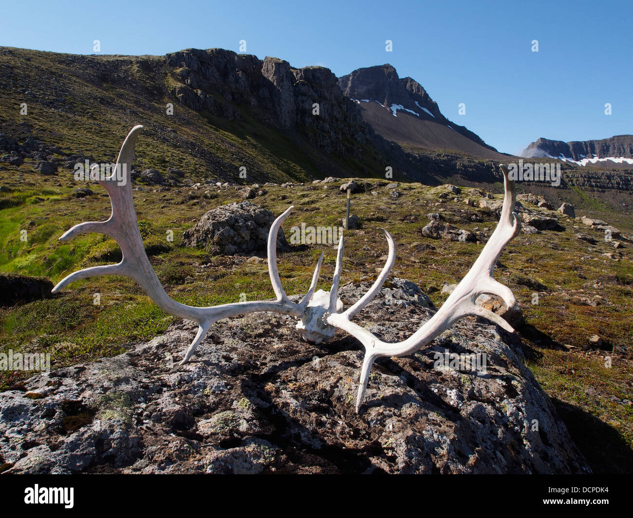 Reindeer antlers, Gerpir cliffs, east Iceland Stock Photo