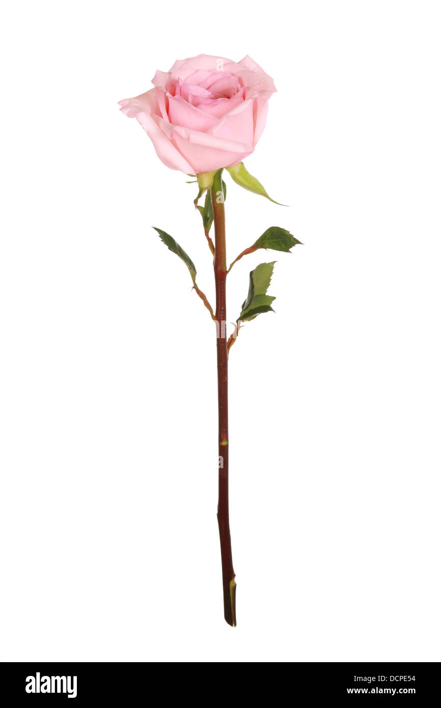 Single pink rose on white Stock Photo Alamy