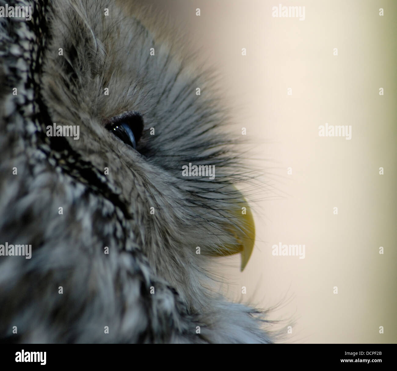 Ural owl (Strix uralensis), Uppland, Sweden Stock Photo