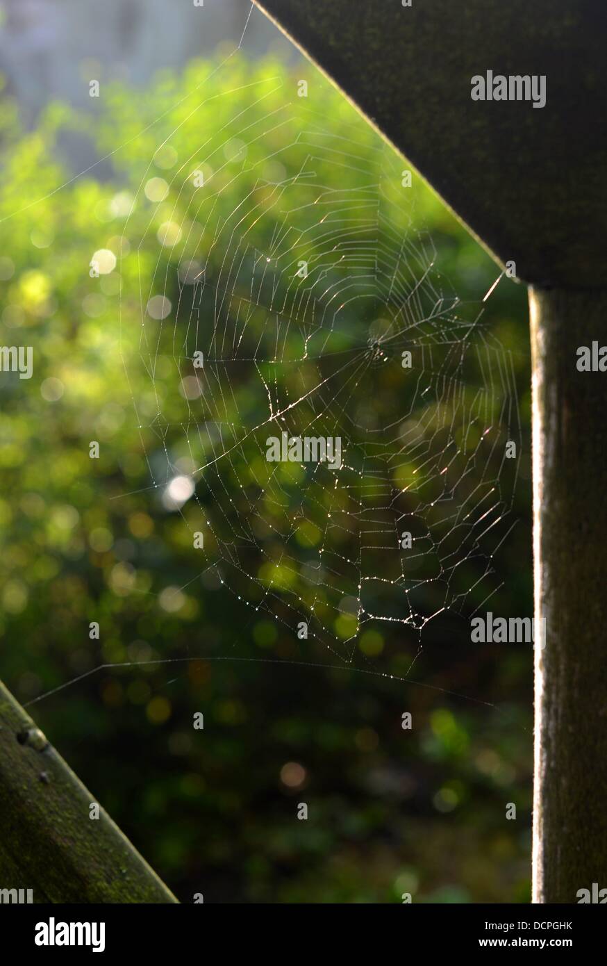 A spider's web in the garden. Photo: Frank May Stock Photo - Alamy