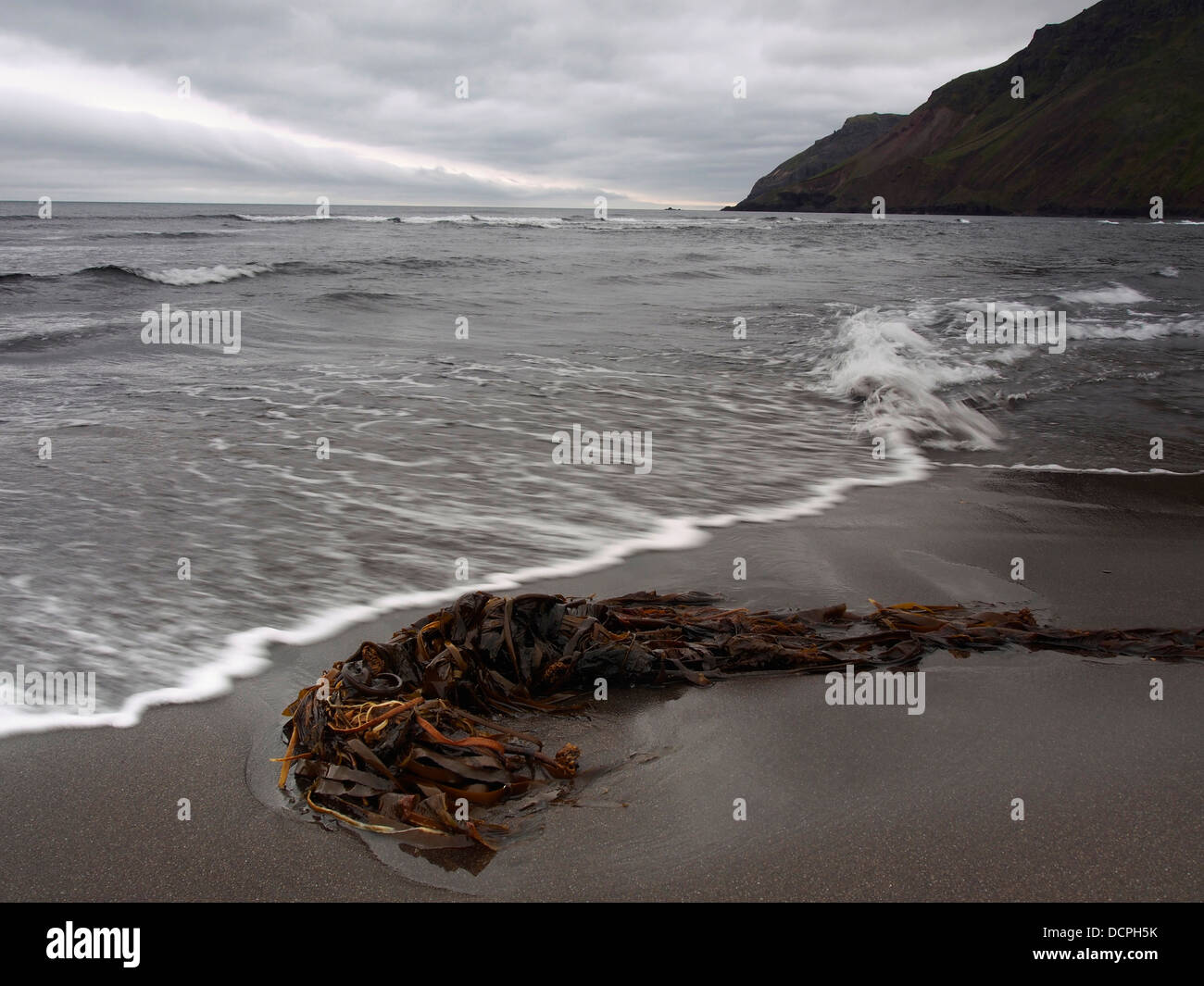 seaweed on beach, Breiðavík, Iceland Stock Photo