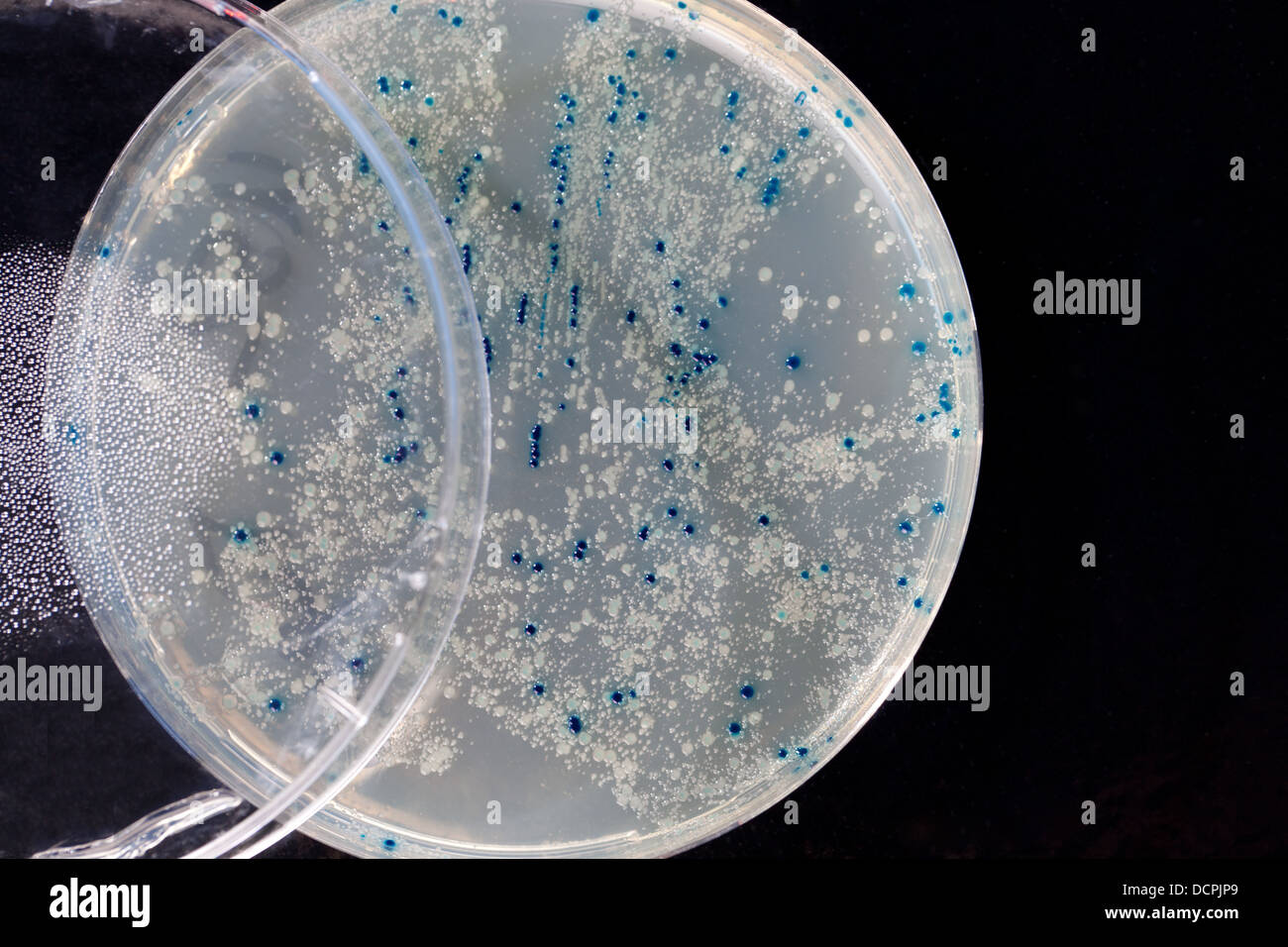 a Petri Dish with growing Virus and bacteria cells. Stock