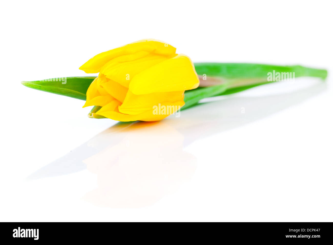 yellow tulips isolated on white background Stock Photo - Alamy