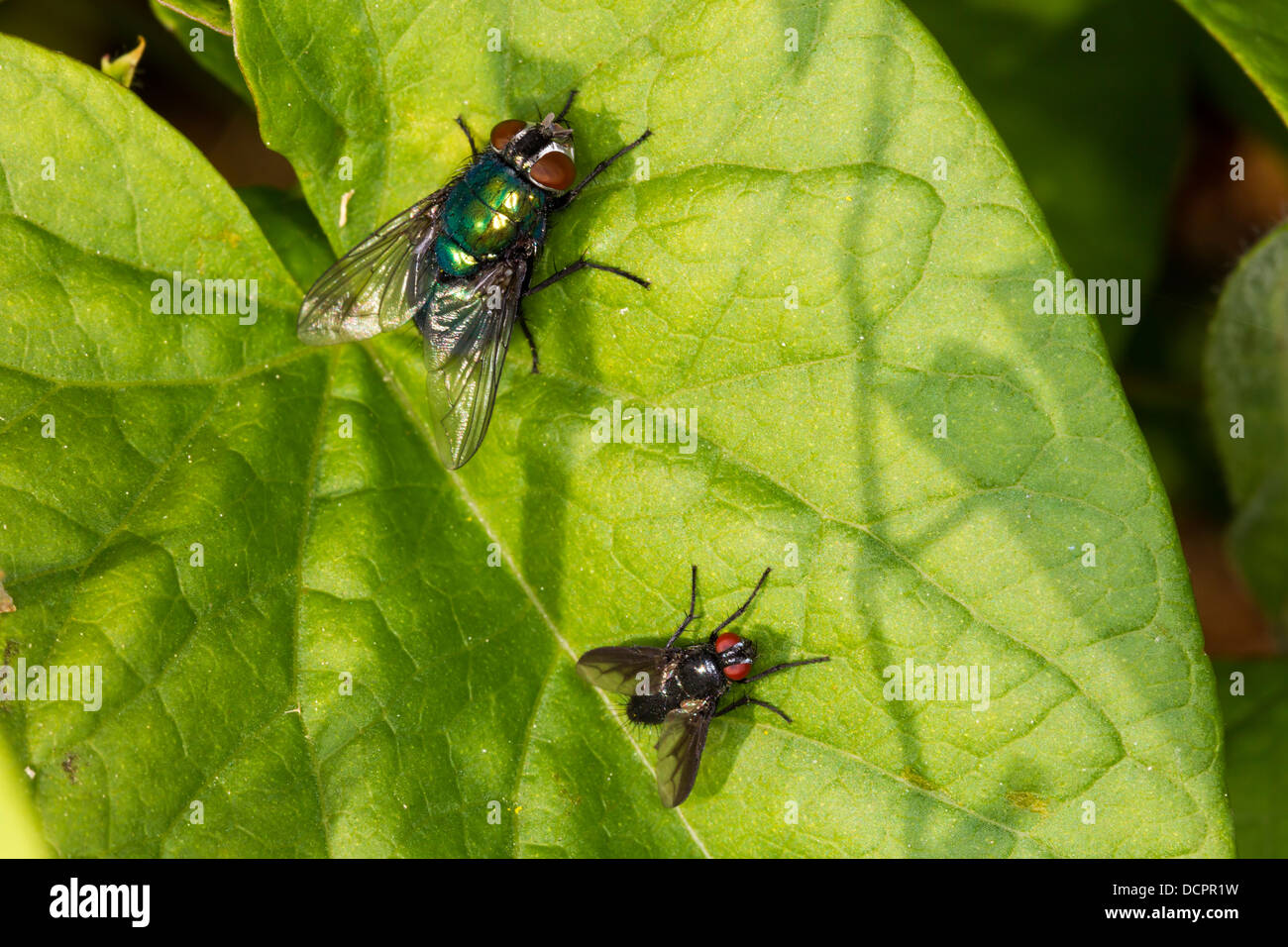 Greenbottle, Blow Fly. Lucilia caesar (Calliphoridae) Stock Photo