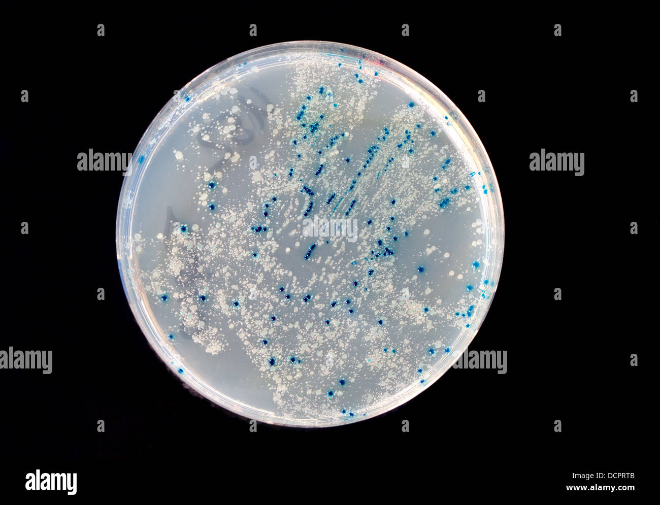 a Petri Dish with growing Virus and bacteria cells. microorganism Stock Photo