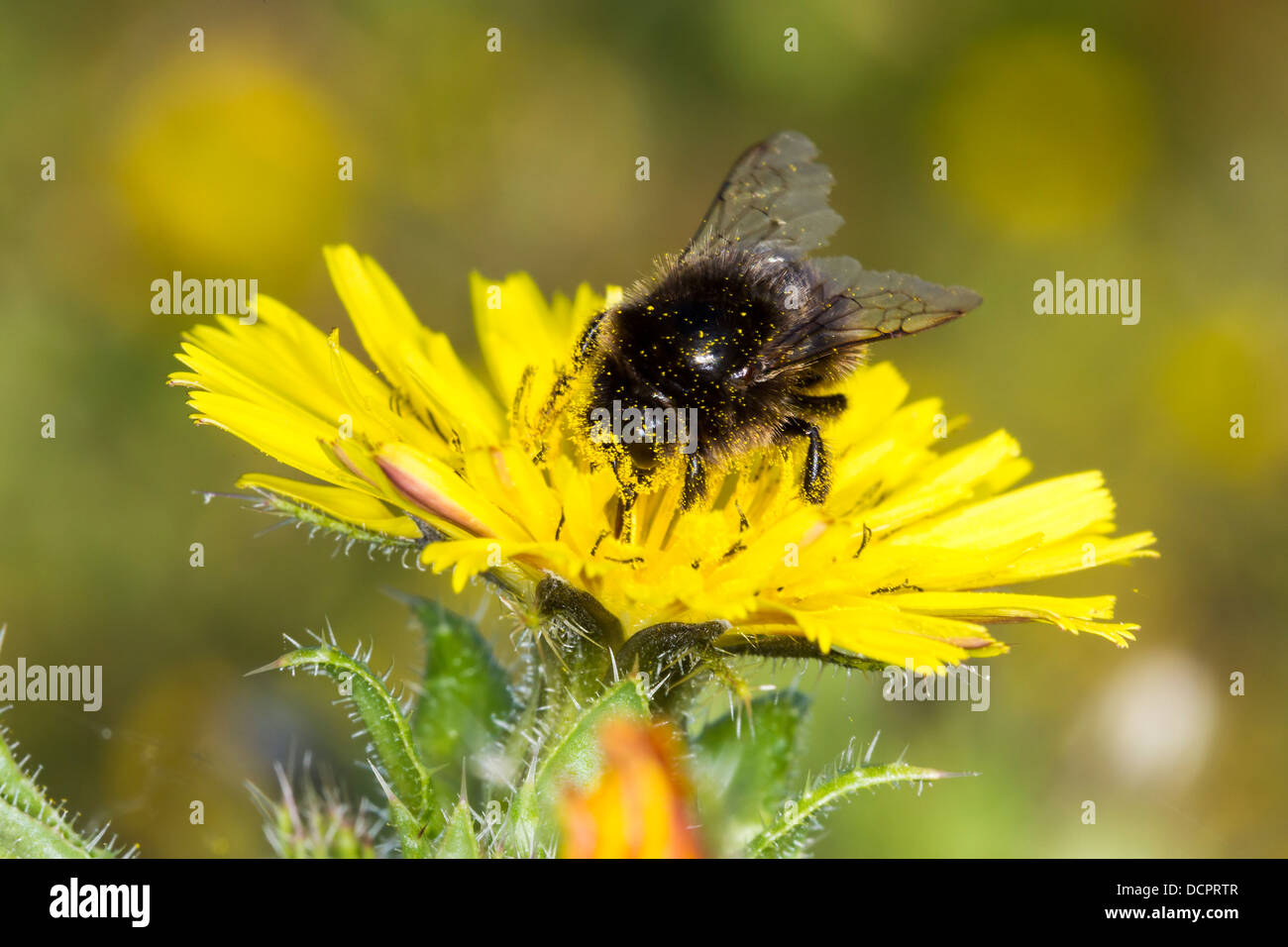 Bumble Bee. Bomus Lapidarius (Apidae) Stock Photo