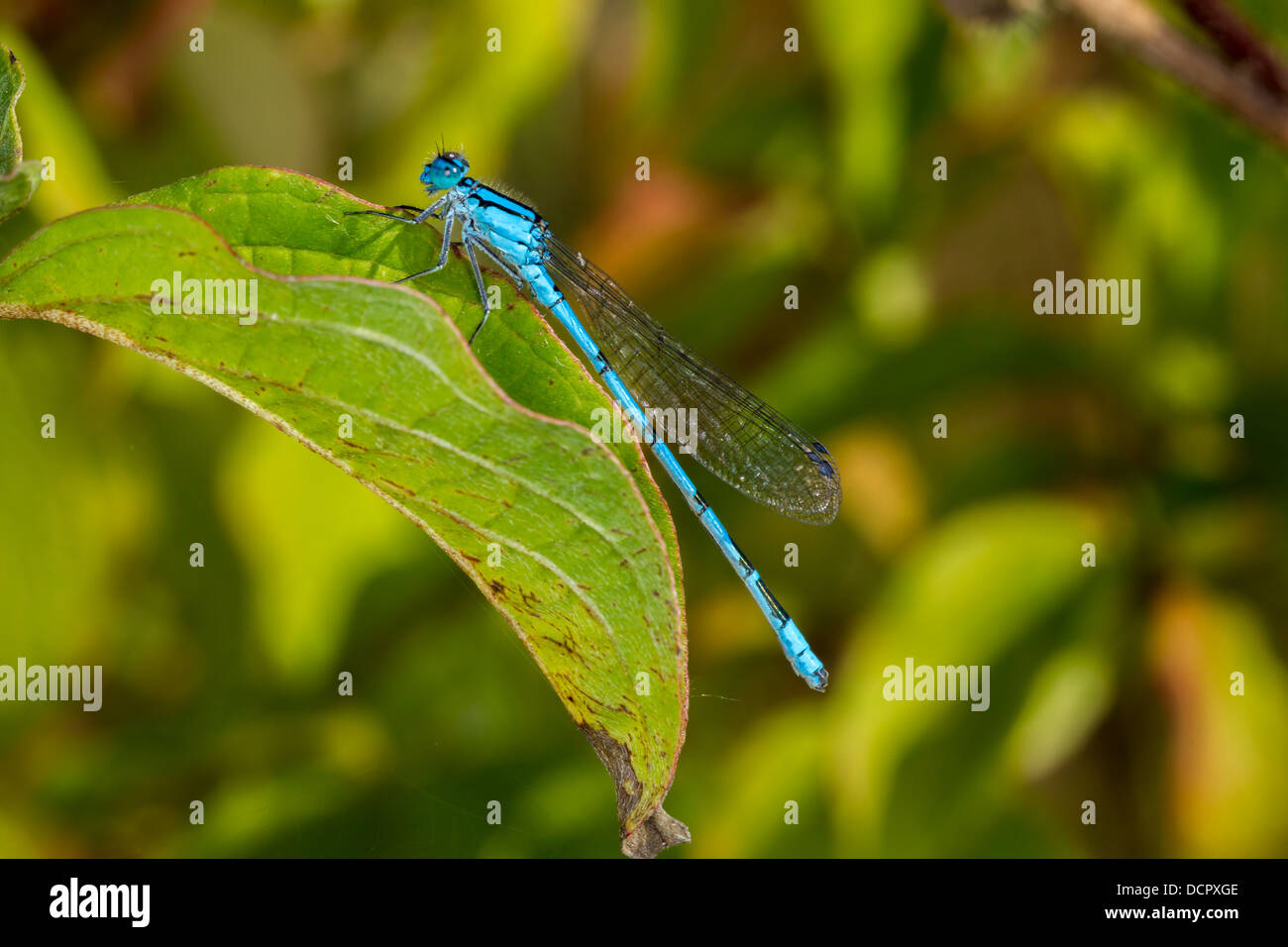 Azure Damselfly. Coenagrion Puella Stock Photo - Alamy
