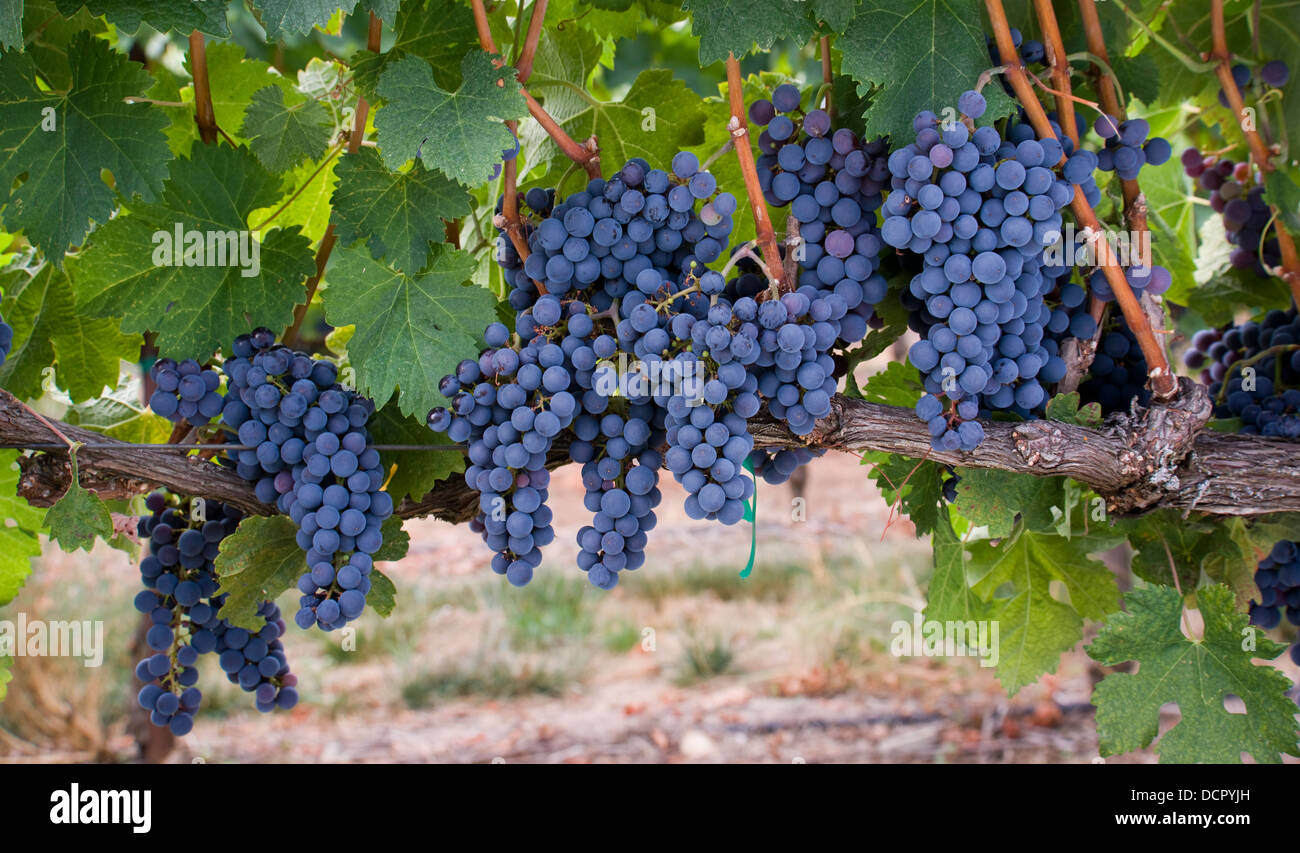 Grapes on the Vine Stock Photo