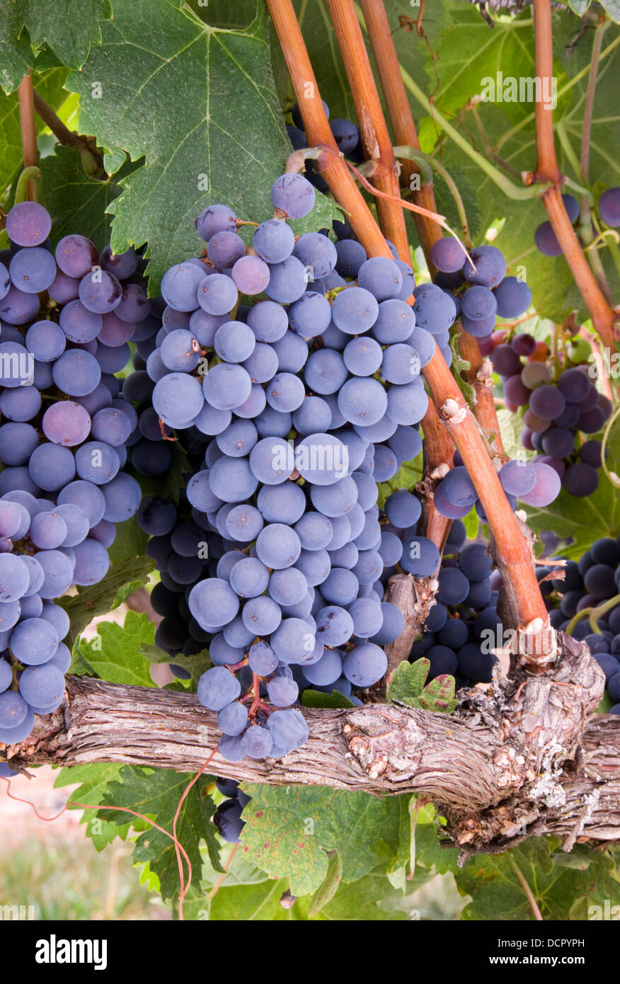 Grapes on the Vine Stock Photo