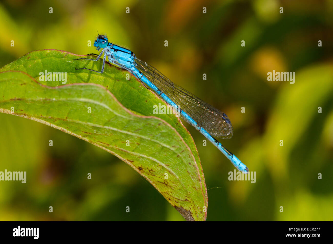 Azure Damselfly. Coenagrion Puella Stock Photo - Alamy