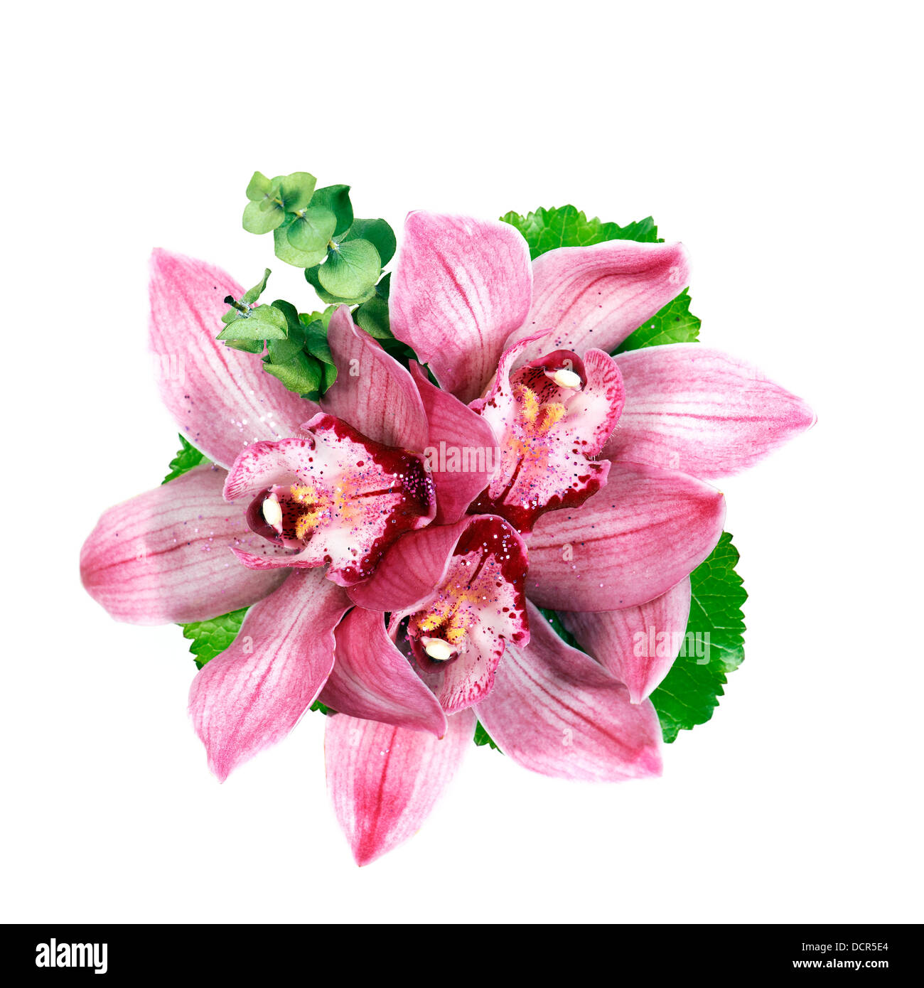 pink orchid flowers Stock Photo Alamy