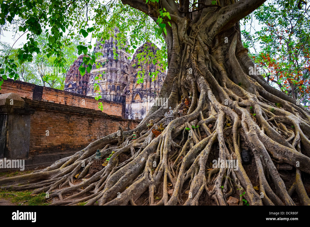 Tree roots in Sukhothai historical park with temple background Stock ...