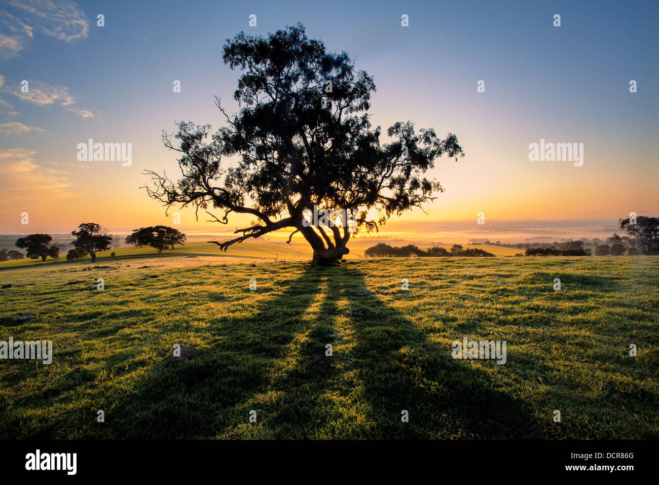 Aussie tree hi-res stock photography and images - Alamy