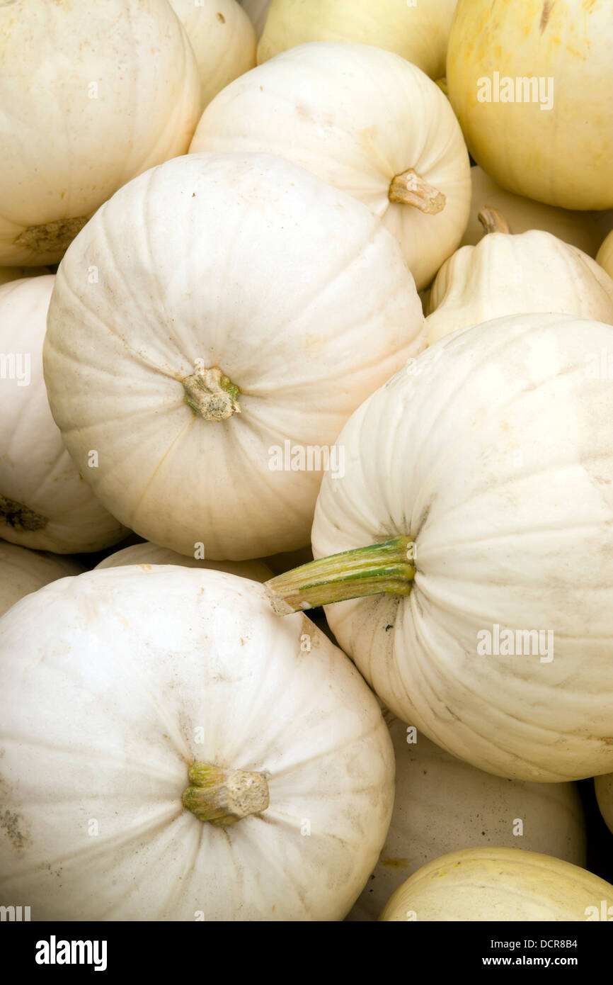 Ghost Pumpkins Stock Photo