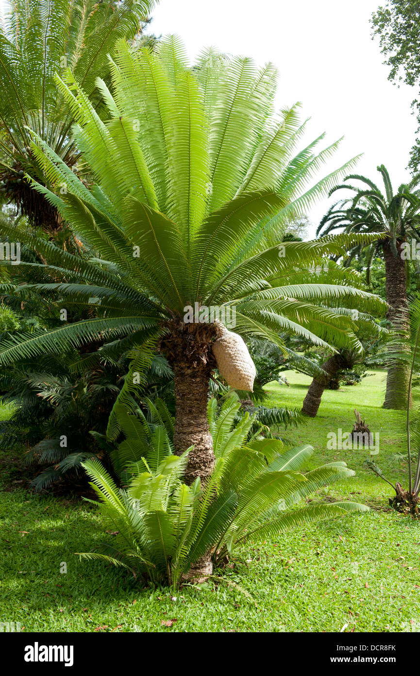 Cycad, Durban Botanic Gardens, Durban, South Africa Stock Photo Alamy