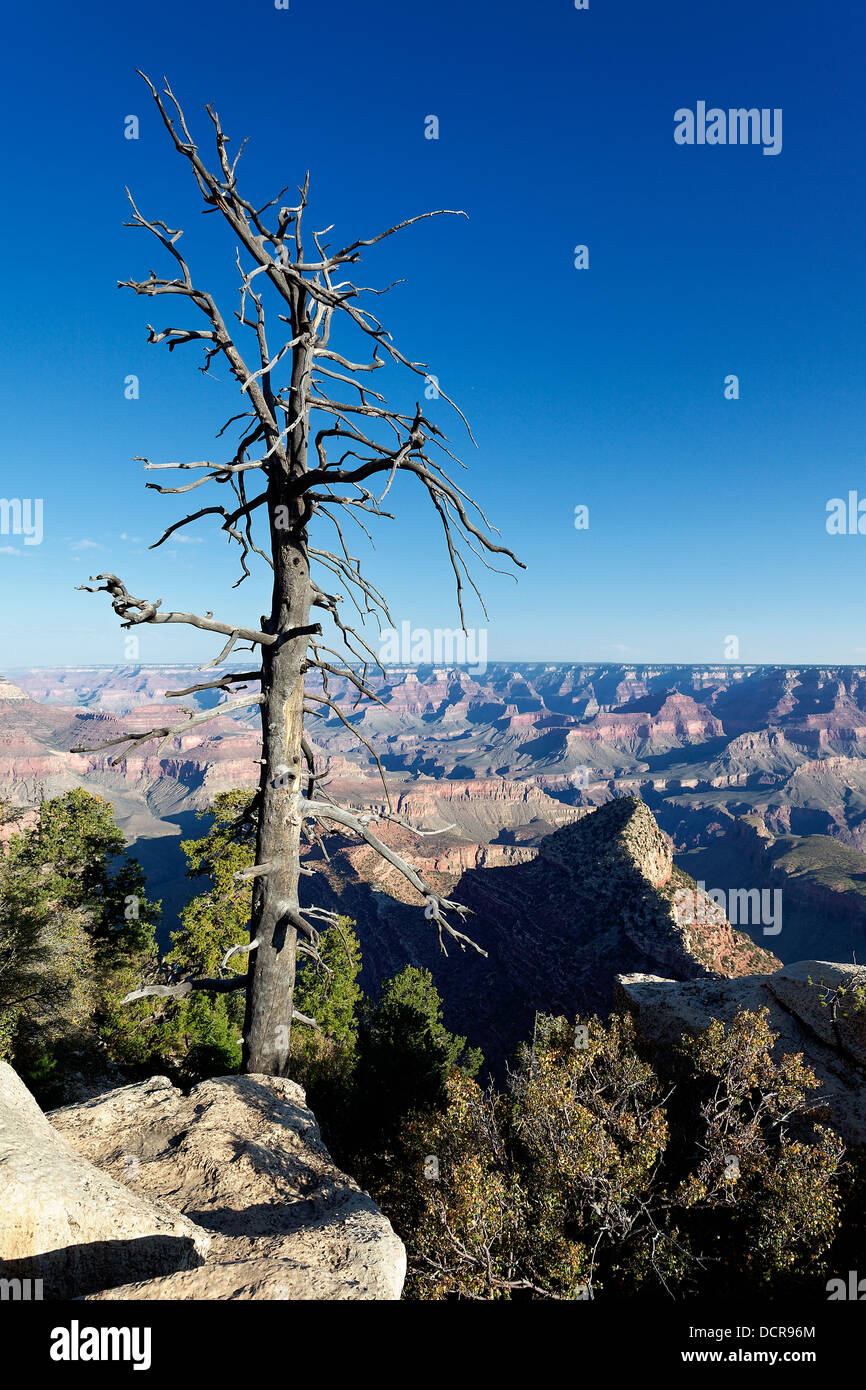 Grand canyon dead tree hi-res stock photography and images - Alamy