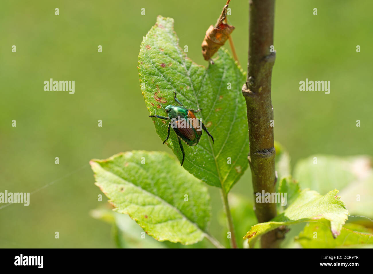 Close view of a lone Japanese beetle eating a small apple tree leaf. Stock Photo