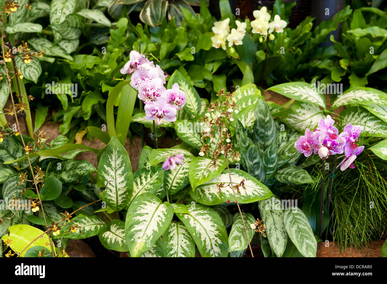 Orchids, Durban Botanic Gardens, Durban, South Africa Stock Photo