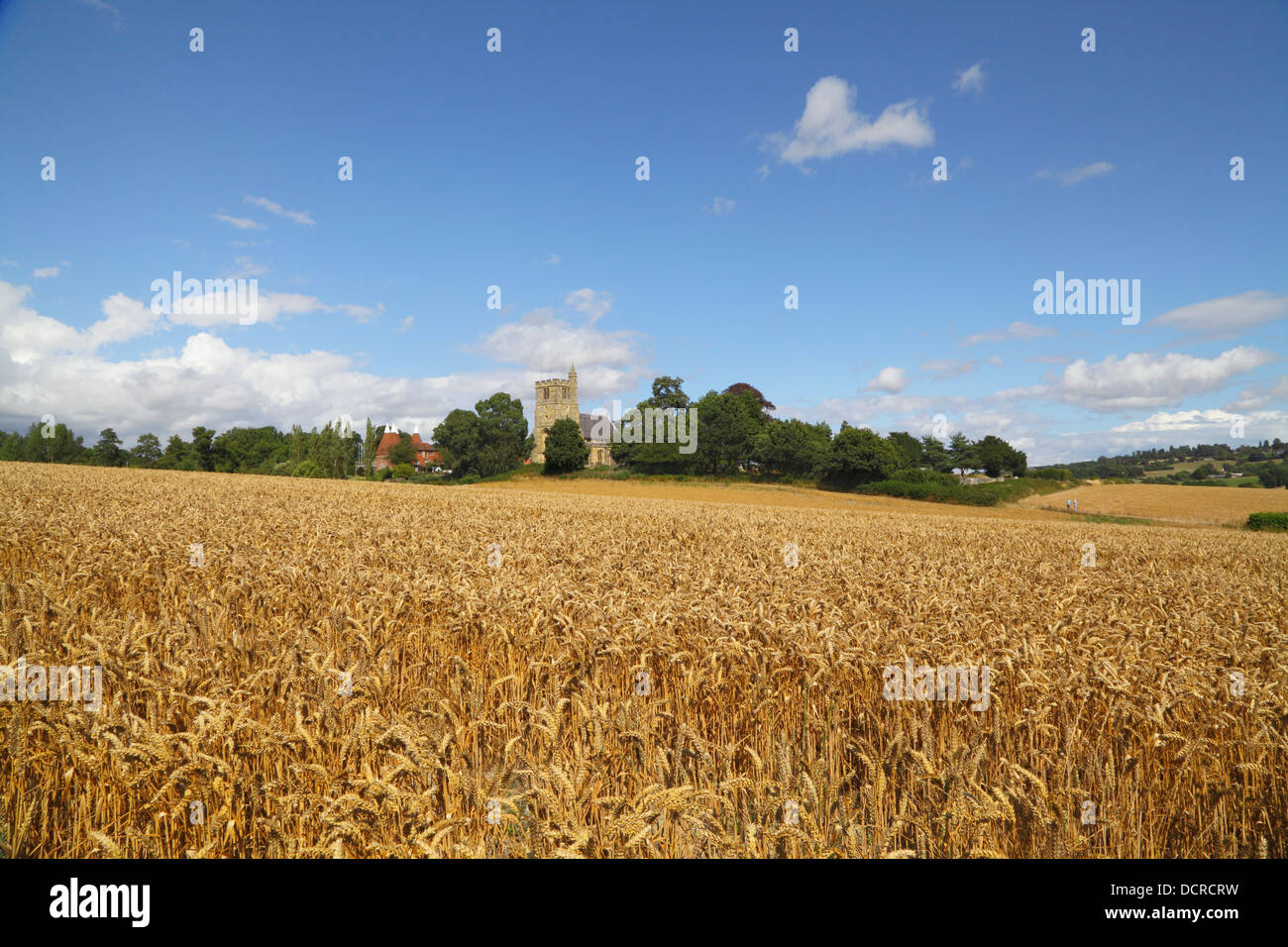 Wheat fields UK Horsmonden Kent England GB Stock Photo