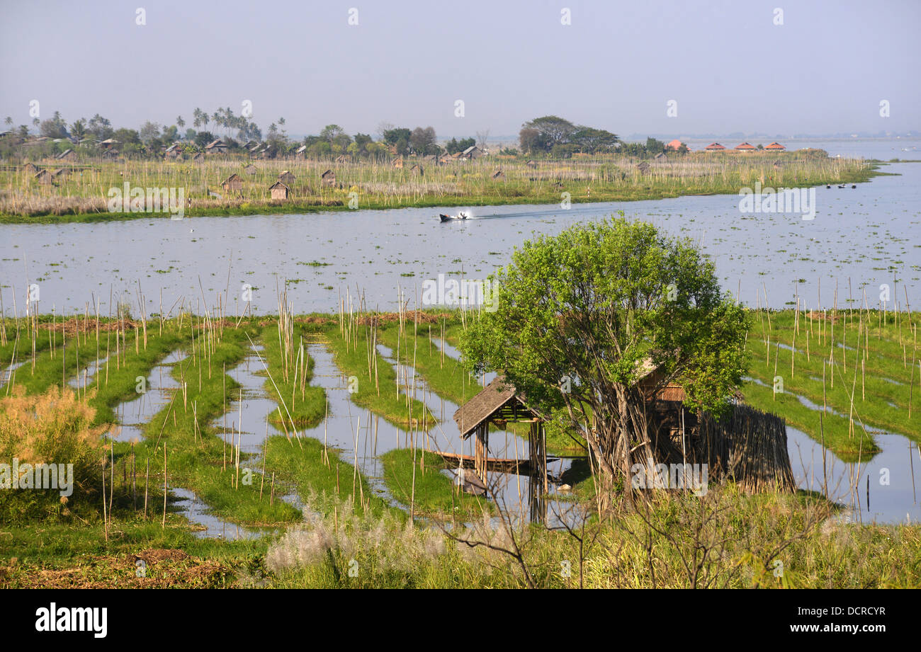 Floating gardens at Inle Lake in central Mayanmar highlands Stock Photo Alamy