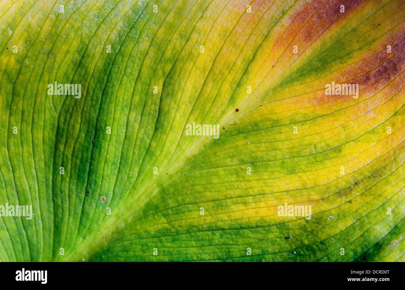 Texture of leaf hi-res stock photography and images - Alamy