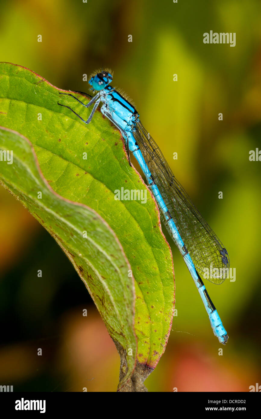 Azure Damselfly. Coenagrion Puella Stock Photo - Alamy