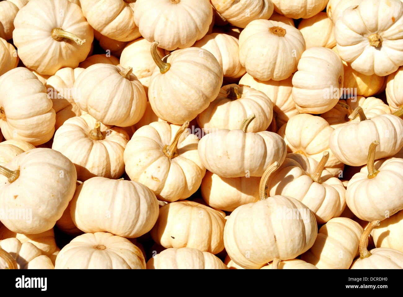 Background of Decorative White Pumpkins Stock Photo