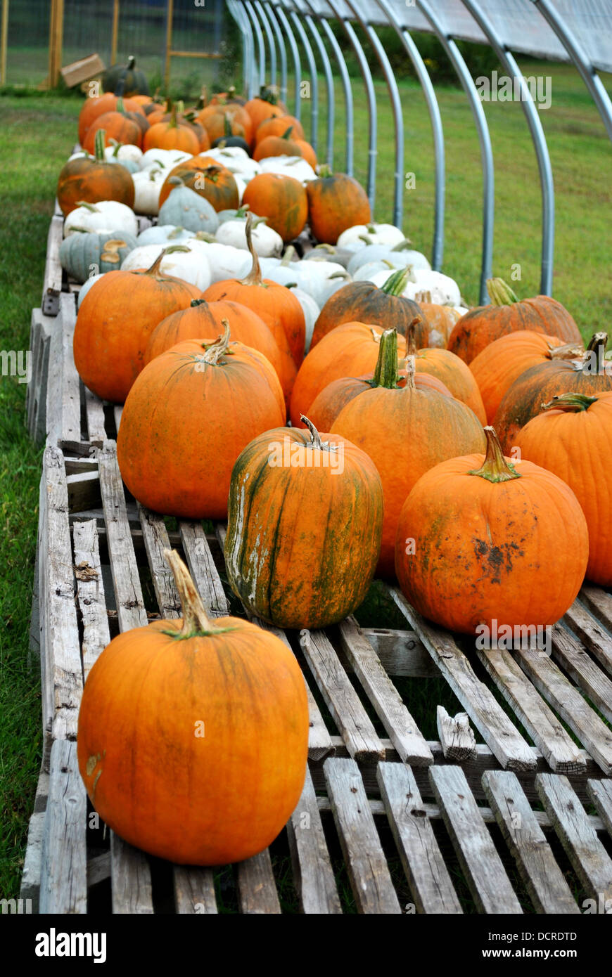 Pumpkins for Sale Stock Photo