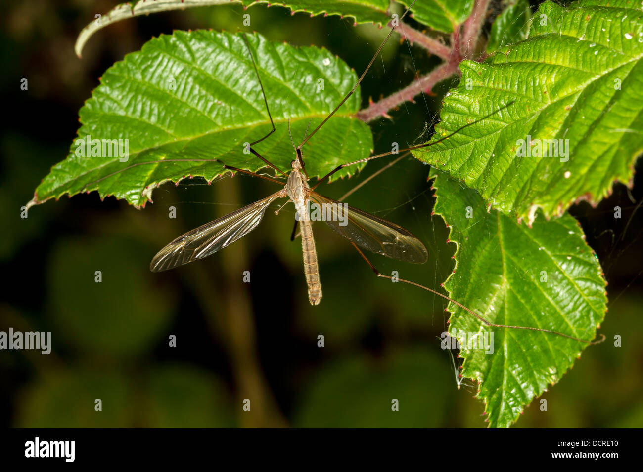 Crane fly tipula oleracea hi-res stock photography and images - Alamy
