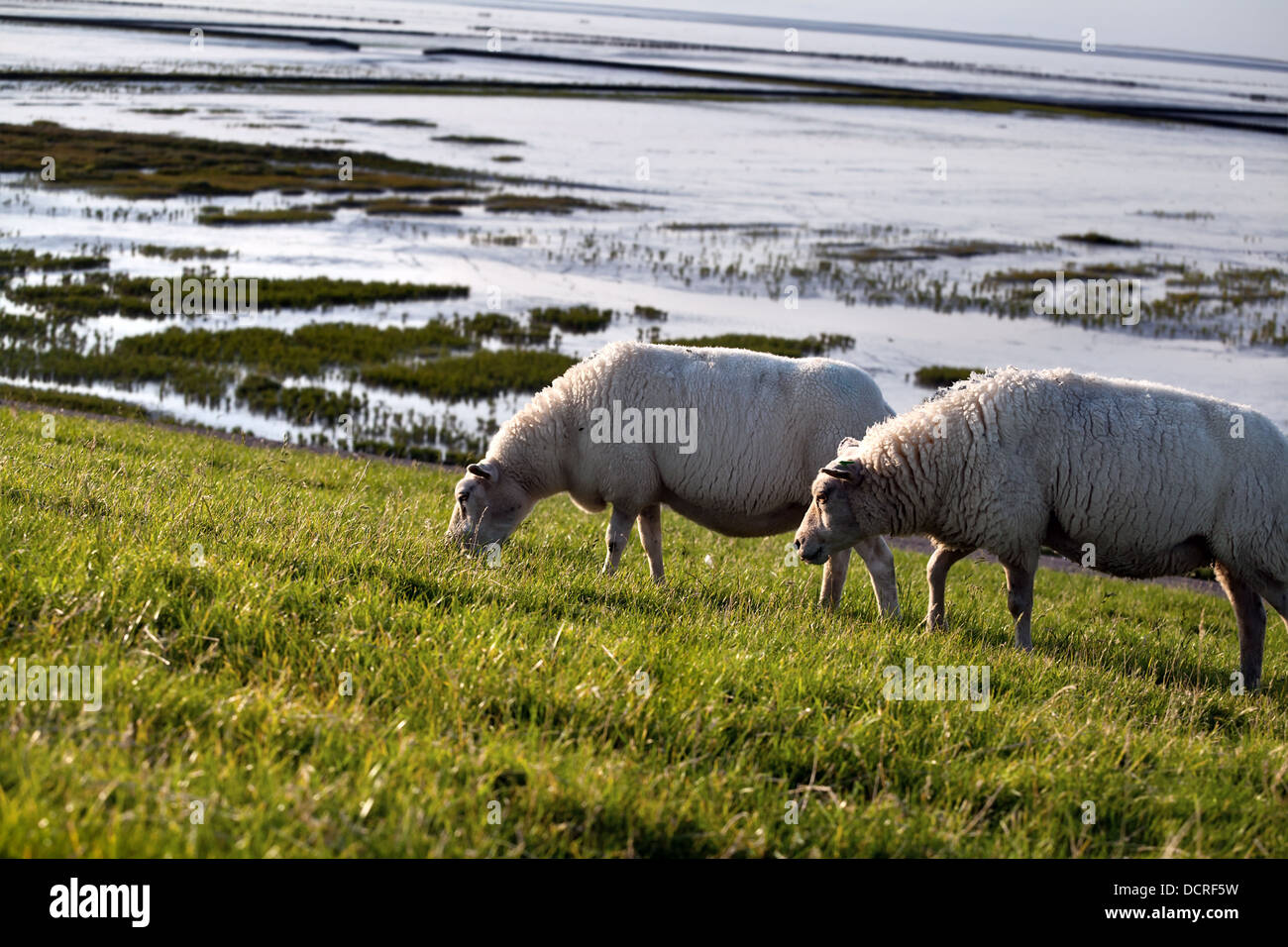 two sheep on pasture Stock Photo - Alamy