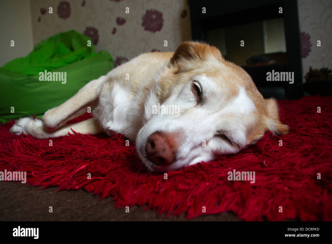 Mongrel dog sleeping on rug Stock Photo - Alamy